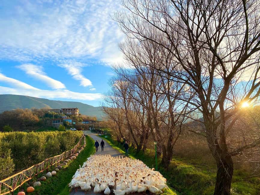 Tirana: Kruja Day Trip with Farm-to-Table Lunch - Highlights That Actually Matter
