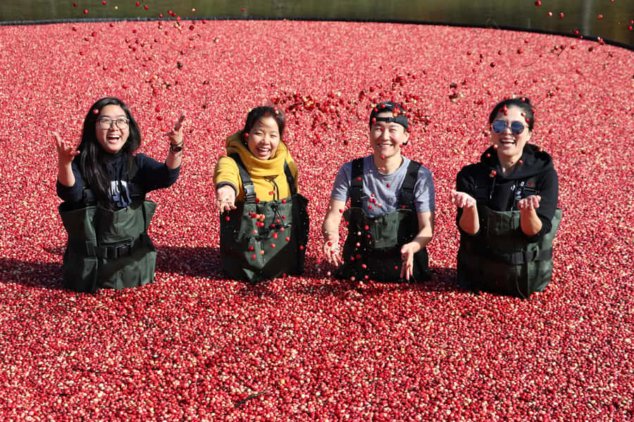 Toronto: Muskoka Cranberry Farm and Hardy Lake Hike - Muskoka Lakes Farm and Winery: the cranberry plunge with chest waders
