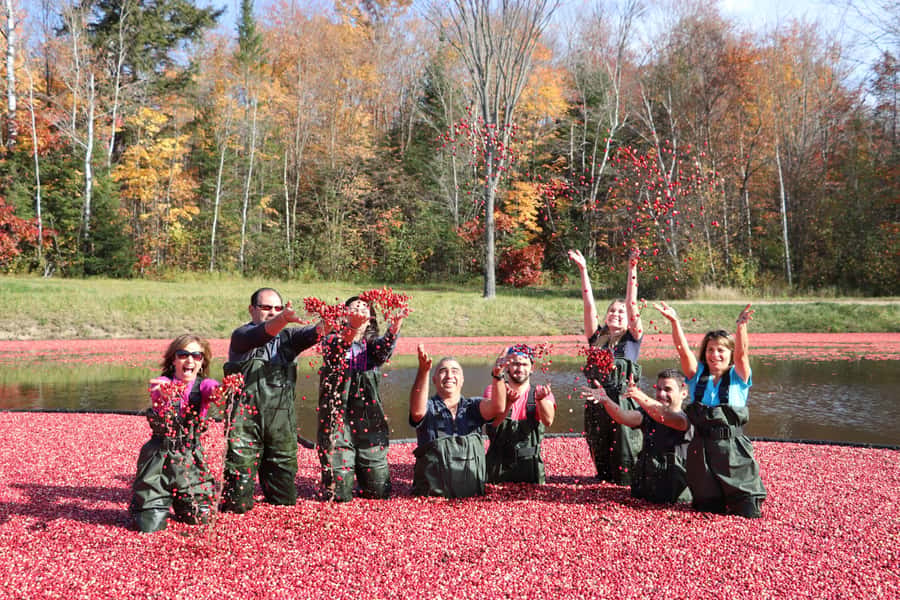 Toronto: Muskoka Cranberry Farm and Hardy Lake Hike - Muskoka sightseeing time: using the guided window for photos and context
