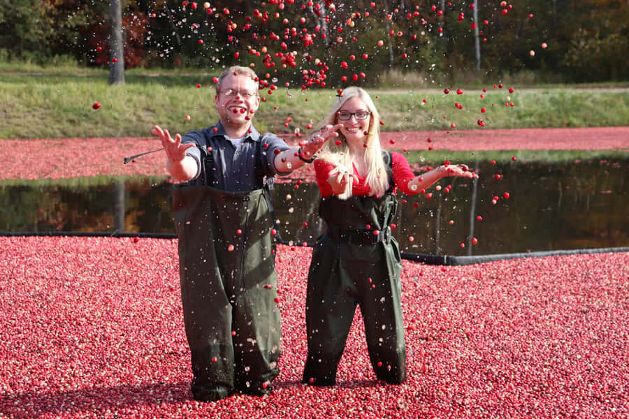 Toronto: Muskoka Cranberry Farm and Hardy Lake Hike - Gravenhurst for an hour: what you can realistically do on your own