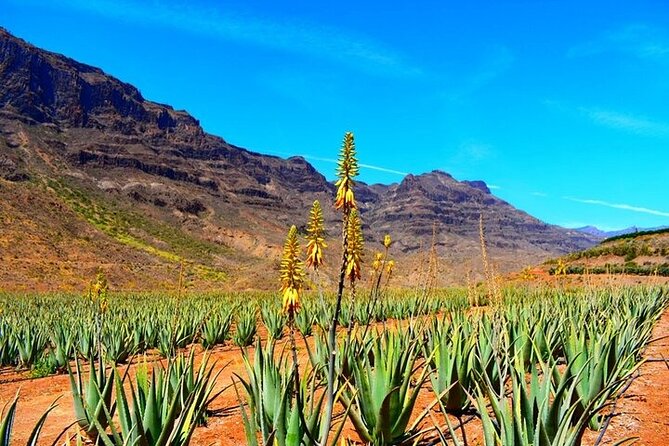 Tour to Arucas, Teror, Aloe Vera farm - Highlights - Quick takes before you go