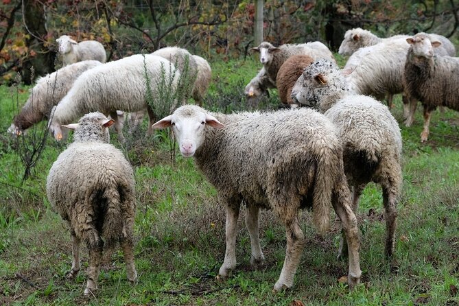 Traditional Cooking Class, Farm Tour & Lunch in the Douro Valley - Who should book this farm and cooking day