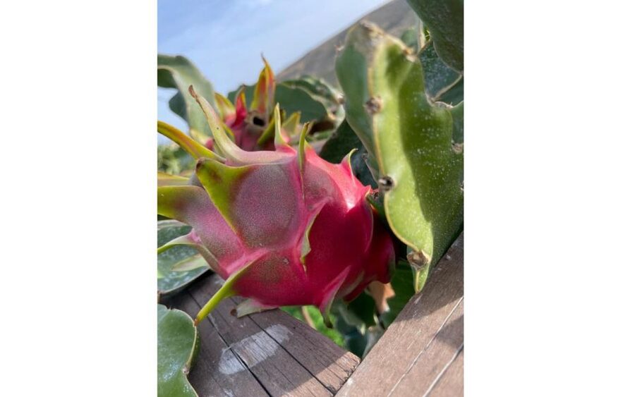 Traditional Olive Grove and Dragon Fruit Farm Tour - Key Highlights You’ll Actually Remember