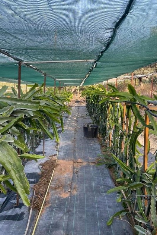 Traditional Olive Grove and Dragon Fruit Farm Tour - Why This Olive Grove + Dragon Fruit Combo Works in Crete