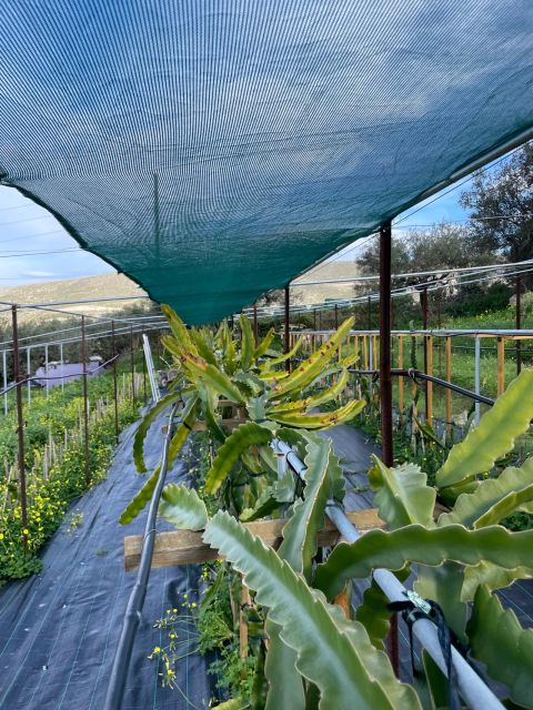 Traditional Olive Grove and Dragon Fruit Farm Tour - The Olive Grove Walk in Agiou Alexandrou: Trees, Tools, Harvesting