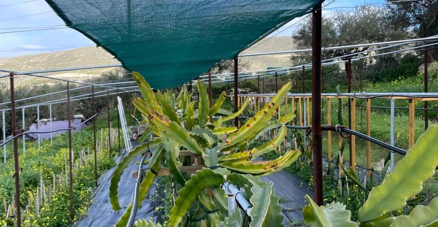 Traditional Olive Grove and Dragon Fruit Farm Tour - The Patio Break: Coffee or Dragon Fruit Tea and a Real Tasting Table