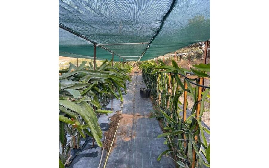 Traditional Olive Grove and Dragon Fruit Farm Tour - Dragon Fruit Up Close: A New Crop That’s Taking Hold