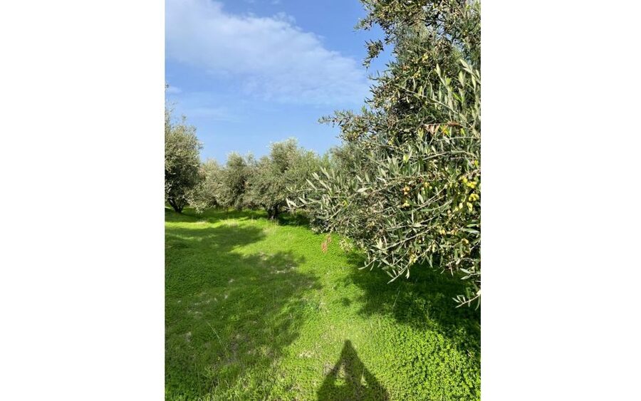 Traditional Olive Grove and Dragon Fruit Farm Tour - Should You Book This Traditional Olive Grove and Dragon Fruit Farm Tour?