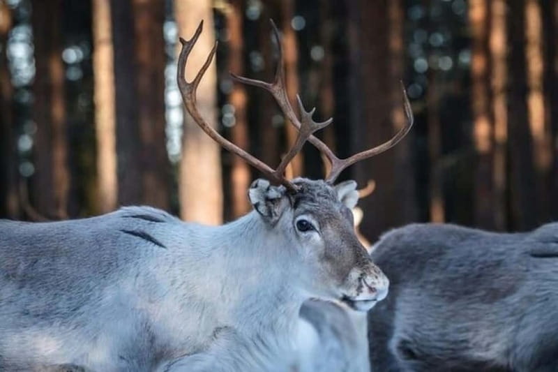 Traditional Reindeer Farm Visit with a Short Sleigh Ride - A 3-hour taste of Lappish reindeer life near Rovaniemi