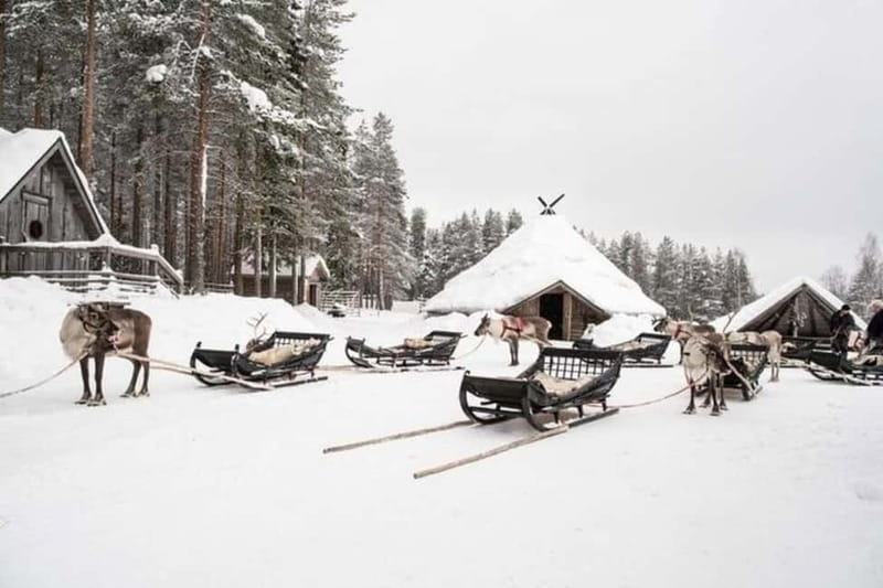 Traditional Reindeer Farm Visit with a Short Sleigh Ride - Native reindeer: why the guide’s animal talk matters