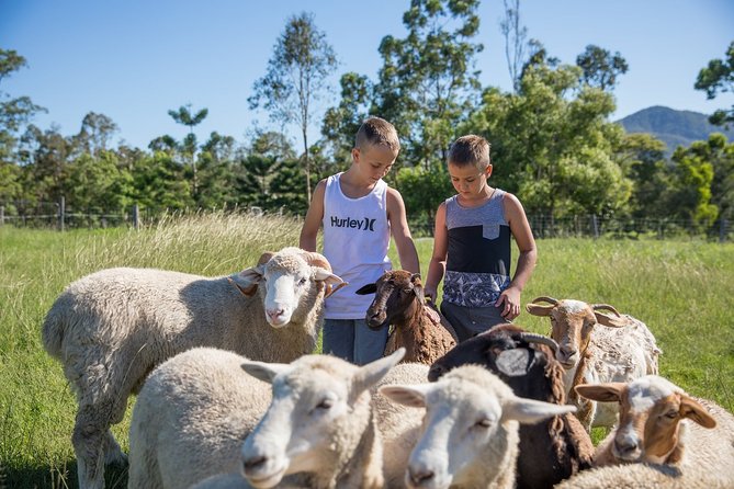 Trevena Glen Farm Animal Experience - Meet the Barnyard Crew: Donkeys, Alpacas, Goats, Chickens, Guinea Pigs
