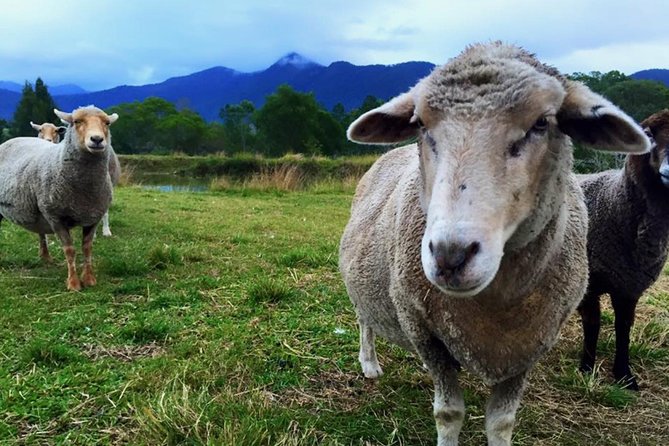 Trevena Glen Farm Animal Experience - Getting There: The Mount Samson Meeting Point and Arrival Reality