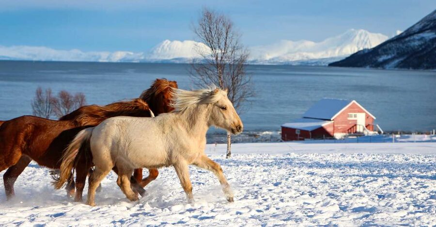 Tromsø: Lyngen Horse Stud Farm Visit - Key things I’d watch for