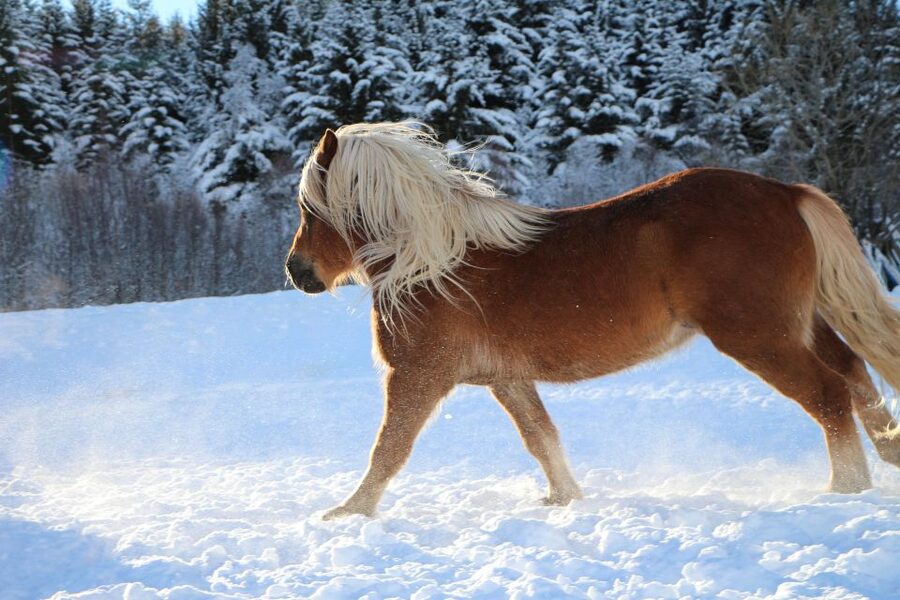Tromsø: Lyngen Horse Stud Farm Visit - Tromsø Lyngshest: a working stud farm, not a quick photo stop