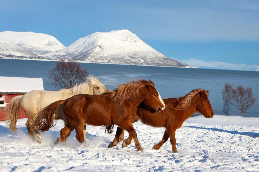 Tromsø: Lyngen Horse Stud Farm Visit - The guided walk and viewpoint: a scenic pause with meaning