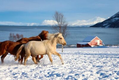 Tromsø: Lyngen Horse Stud Farm Visit - Getting your bearings at the start point
