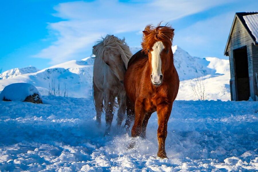 Tromsø: Lyngen Horse Stud Farm Visit - Mares, stallions, and youngsters: what you’ll notice up close