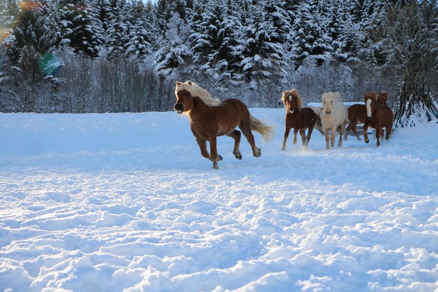 Tromsø: Lyngen Horse Stud Farm Visit - Who this is best for in Tromsø
