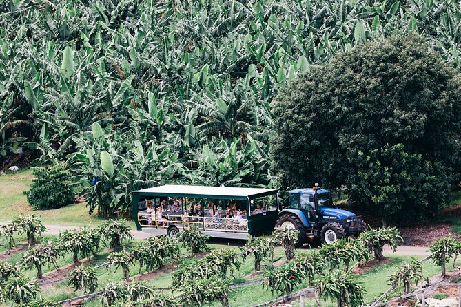 Tropical Fruit World Farm Full Tour - The tractor plantation safari: seeing fruit rows like a working farm
