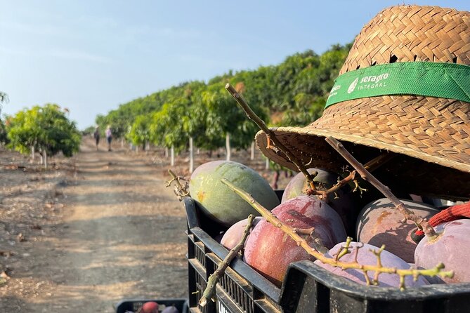 Tropical Tour: Avocado & Mango Farm - Small group and tasting - Key things I’d circle before you book