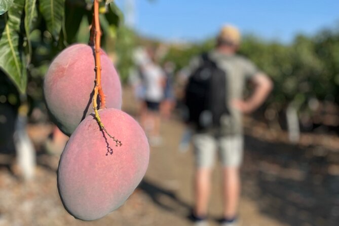 Tropical Tour: Avocado & Mango Farm - Small group and tasting - The Picnic Brunch: Seasonal Tropical Fruit With Local Treats