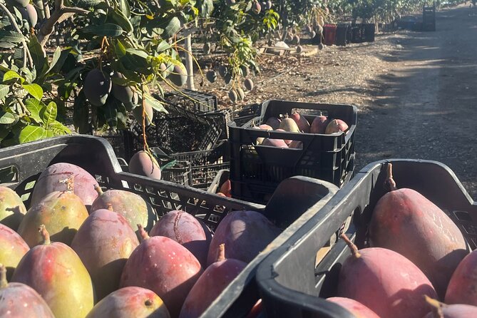 Tropical Tour: Avocado & Mango Farm - Small group and tasting - Stop Two: TROPS Cooperative, the Big Mango-Avocado Machine