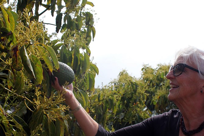 Tropical Tour: Avocado & Mango Farm - Small group and tasting - Small Group Size: Why the Experience Feels Personal
