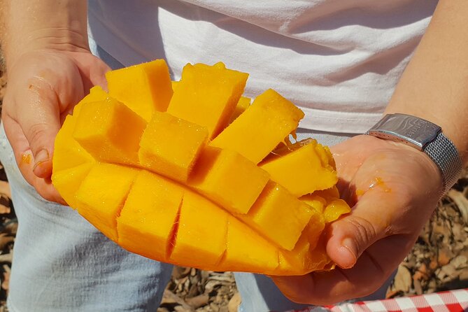 Tropical Tour: Avocado & Mango Farm - Small group and tasting - Value: Why This Costs Time and Money Efficiently