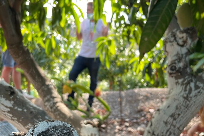 Tropical Tour: Avocado & Mango Farm - Small group and tasting - Stop One: The Mango and Avocado Farm Over the Mediterranean
