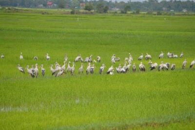 Tuk Tuk Journey: Exploring Rural Life and Silk Farm Craftsmanship - Angkor Silk Farm: from silk worms to woven garments