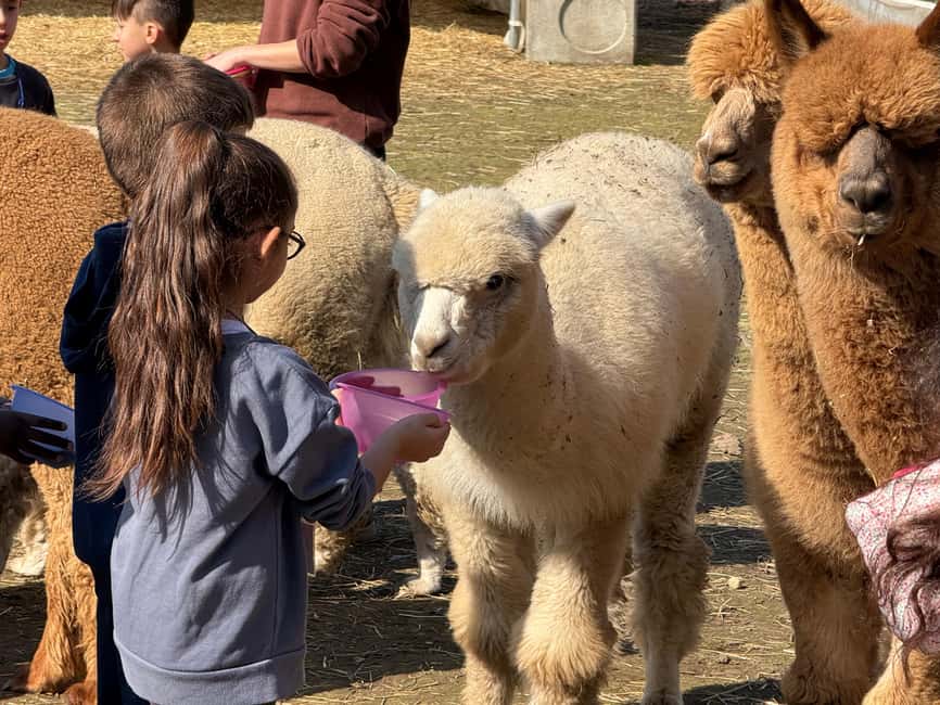 Turin: Meet the Monviso Alpacas at the Educational Farm with a Guide - Meet Monviso Alpacas at Cassotti Balbo Educational Farm