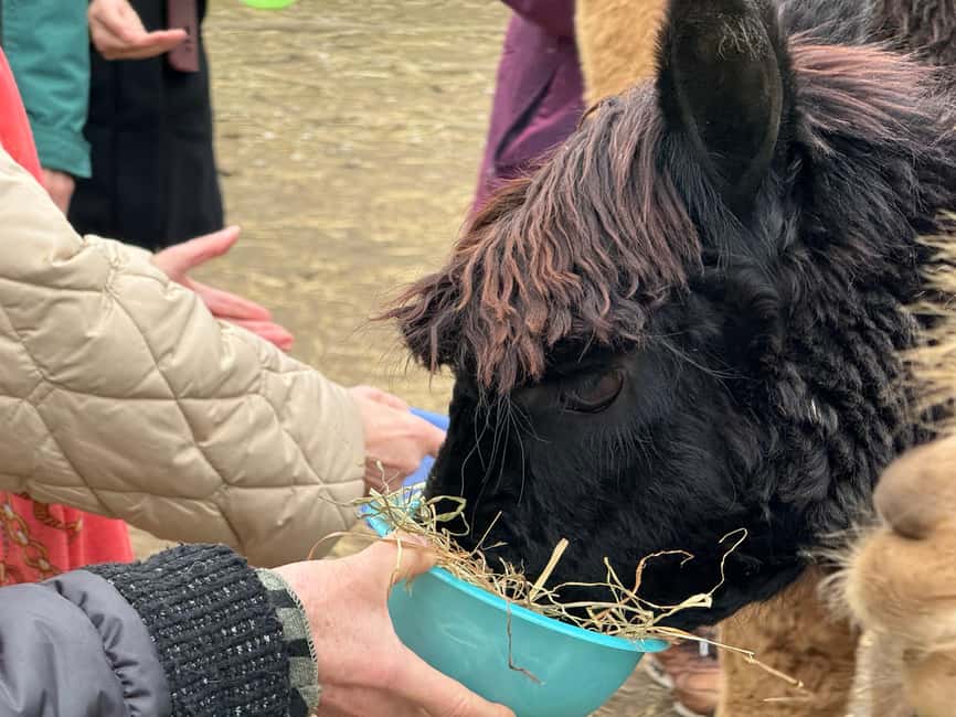 Turin: Meet the Monviso Alpacas at the Educational Farm with a Guide - Why This 1-Hour Visit Is Better Than It Sounds on Paper