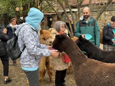 Turin: Meet the Monviso Alpacas at the Educational Farm with a Guide - Pricing: What $21 Buys You (And What It Doesn’t)