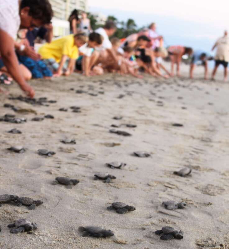 <em>Turtle Hatching + 3 Palos Lagoon Boat Ride & Crocs Farm – Key Highlights at a Glance’ /></p>
<ul>
<li><strong>Baby turtle adoption</strong> with a guided explanation at a Sea Turtle Conservation Camp before release</li>
<li><strong>Tres Palos Lagoon cruise</strong> on a motorboat for at least an hour</li>
<li><strong>Bird sanctuary sightings</strong> including herons, pelicans, marabous, and storks</li>
<li><strong>Mangrove tunnels and wild flowers</strong> along the way through protected nature zones</li>
<li><strong>Lunch option included</strong> (private can include pescado a la talla; group options include charcoal chicken or Mexican cuisine)</li>
<li><strong>Crocs Farm time</strong> with close-up photo opportunities and more creature interaction</li>
</ul>
<h2 id="turtle-adoption-at-the-sea-turtle-conservation-camp">Turtle Adoption at the Sea Turtle Conservation Camp</h2>
<p><img width="800" height="533" decoding="async" src=