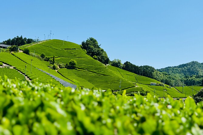 Uji and Wazuka Matcha Farm Half Day Private Guided Tour - Key things that make this tour worth your time