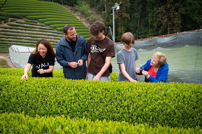 Uji and Wazuka Matcha Farm Half Day Private Guided Tour - Matcha country, from Uji river to tea-valley Wazuka