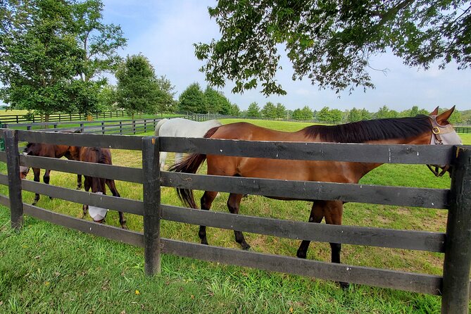 Unique Horse Farm Tours with Insider Access to Private Farms - Timing and pacing: 2.5 to 3 hours, small group energy