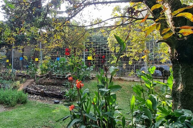 Urban Orchard in Desierto de los Leones in Mexico City - Foraging for what’s ready and making something from it