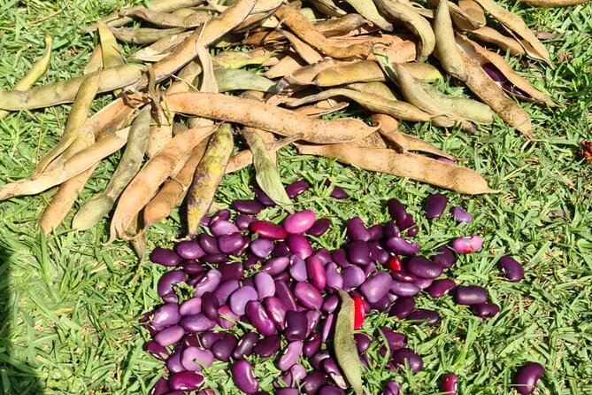 Urban Orchard in Desierto de los Leones in Mexico City - Coffee, tea, snacks, and the no-alcohol policy