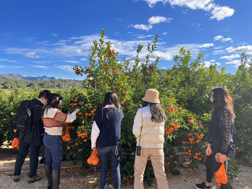 Valencia: Orange Farm and Orchard Trip with Tastings - Who should book this citrus farm tour