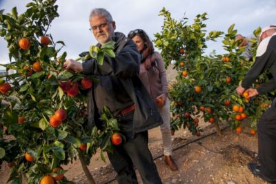 Valencia: Orange Farm and Orchard Trip with Tastings - The orange farm story since 1870: old cultivation vs what’s changed