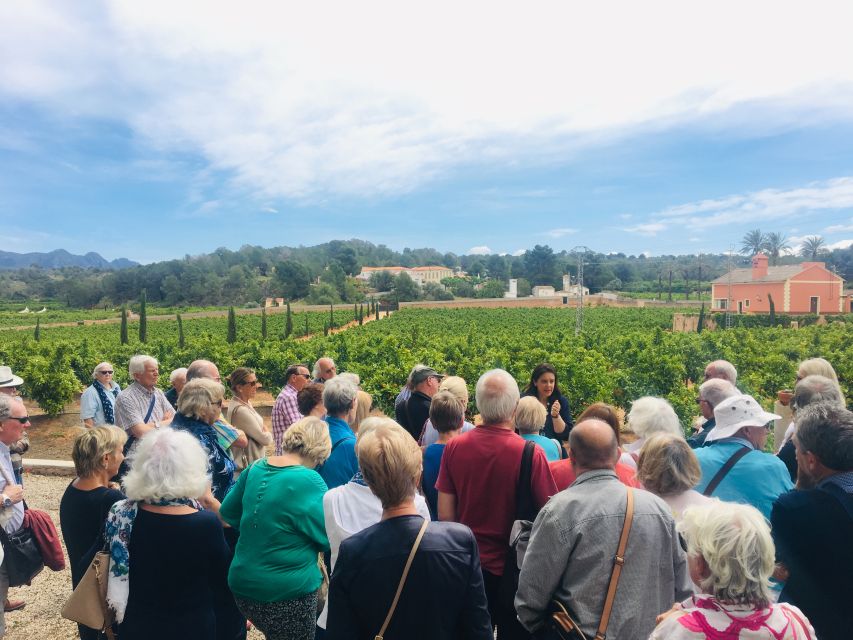 Valencia: Orange Farm and Orchard Trip with Tastings - Pick-your-own oranges: how the season works and what you’ll likely do