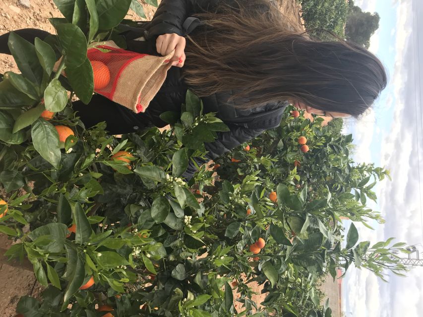 Valencia: Orange Farm and Orchard Trip with Tastings - Naranjas Ribera warehouse calibration: the part most people never see