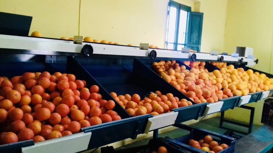 Valencia: Orange Farm and Orchard Trip with Tastings - Getting there from Valencia: train options, the 35 km ride, and real-world time