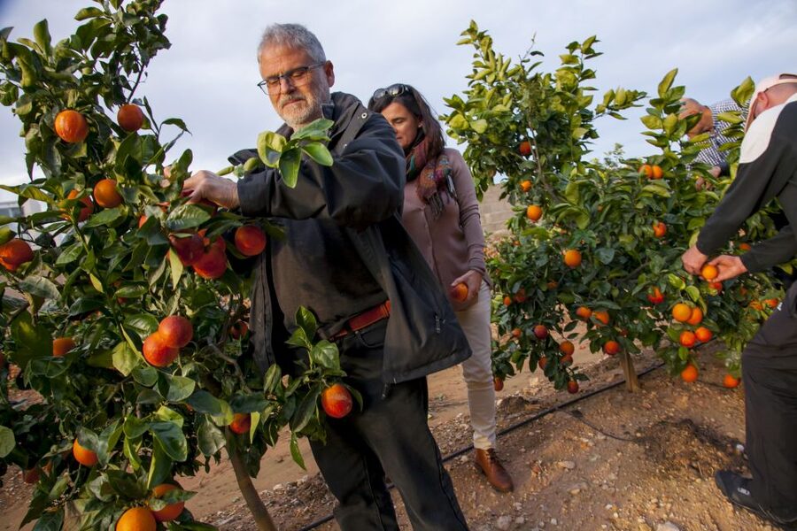 Valencia: Orange Farm and Orchard Trip with Tastings - The orange farm story since 1870: old cultivation vs what’s changed