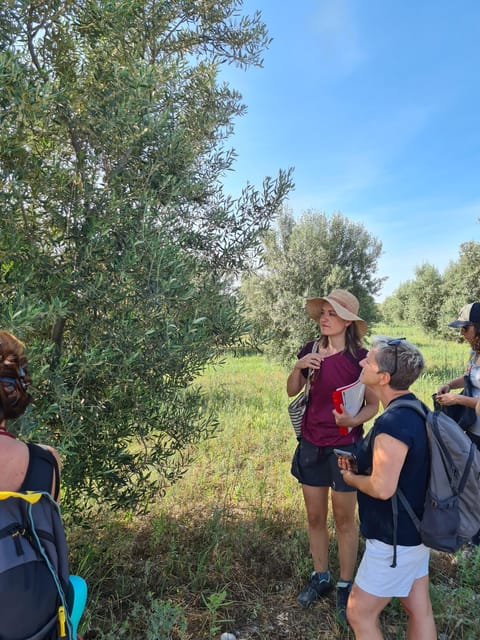 Valensole : Visit of a winery and lavender farm - Lavender Distillation: From Plant to Essential Oil