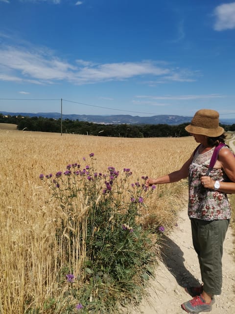 Valensole : Visit of a winery and lavender farm - Vineyards Since 2024: The Added Wine Experience