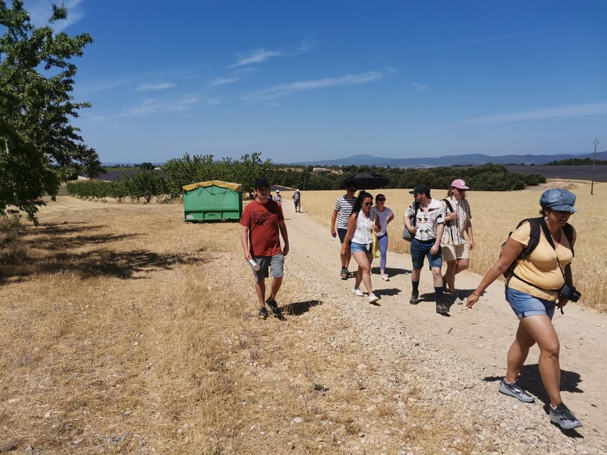 Valensole : Visit of a winery and lavender farm - Price and Value for 150 Minutes