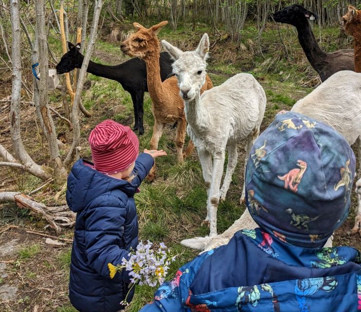 Vik i Sogn: Authentic Farm Visit - Finding Steim: the grey house meeting point