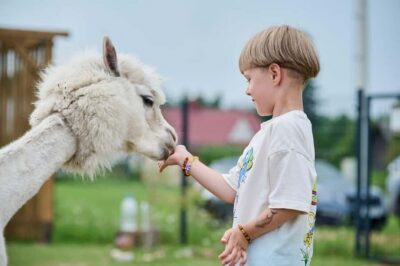 Vilnius-Trakai: Private Alpaca Farm Tour - A private alpaca visit that feels more personal (and calmer)